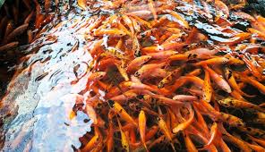 Ikan demersal tinggal di dekat dasar laut dan memangsa organisme pelagik atau invertebrata bentik. Cara Ternak Ikan Nila Sukses Persiapan Kolam Benih Pemeliharaan Panen Keuntungan