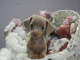Pin By Luana Carminatti On Dyi Time Dachshund Puppies Blue Dachshund Cute Dogs