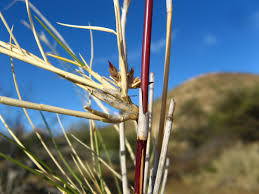 Image result for Stipagrostis