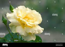 Rose (Rosa 'Elina') flower and buds Stock Photo - Alamy