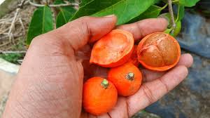 Image result for Salacia orientalis