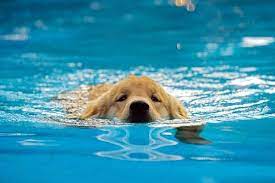Puppies In A Swimming Pool Is It A Good Idea My Animals