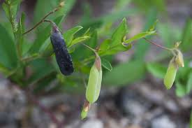 Image result for Stipularia