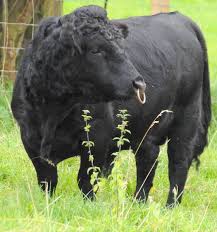 This Article Will Discuss Seeing A Cow In Dream This Dream Contains Different Islamic Dream Interpretation Cow Dairy Breeds