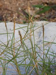 Image result for Sporobolus spicatus