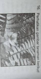 We did not find results for: Tumbuhan Seperti Pada Gambar Diatas Berkembang Biak Dengan Cara Vegetatif Menggunakan A Brainly Co Id