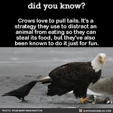 13 Weird And Funny Facts To Keep You Entertained They hear the jug shake and they come running, flying almost galloping. 13 weird and funny facts to keep you
