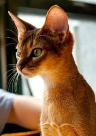 все породы кошек с фотографиями и названиями по алфавиту Pin By Inakosorukova Kosorukova On Porody Koshek Po Alfavitu Abyssinian Cats Abyssinian Kittens Rare Cats