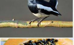 Kicau burung sikatan belang decu kembang. Index Of Wp Content Uploads Ktz