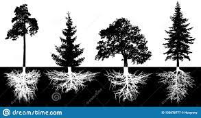 Tree Roots Pine Stock Illustrations 356 Tree Roots Pine Stock Illustrations Vectors Clipart Dreamstime