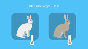 Innerhalb einer art oder einer gattung haben die individuen, die in kälteren auch der feldhase und der schneehase werden gelegentlich als beispiele für die allensche regel. Allensche Regel Beispiel Klimaregel Und Begrundung Mit Video