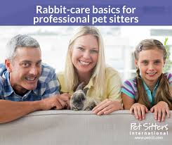 Tell us about your project and we'll send you dogs, cats, hamsters, rabbits, gerbils, snakes, lizards, even tarantulas, i love them all! Rabbit Care For Pet Sitters Tips For Rabbit Sitting