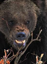 Pin On Chubby Bears