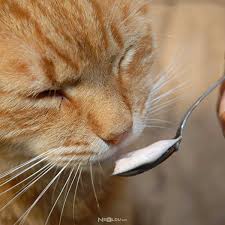 Kediler Yogurt Yer Mi