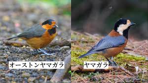 オー ストン ヤマガラ