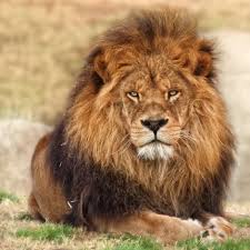 Untitled Cat Has Fleas Lion Pictures Animals Beautiful