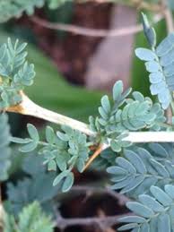 Image result for Faidherbia albida