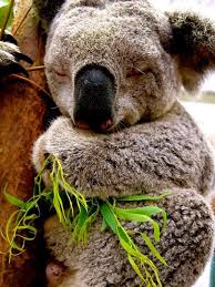 Featherdale Wildlife Park Sydney Australia Koalas Koala Bear Koala