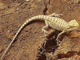 We have some fantastic frilled dragons for sale and unbeatable prices. Frilled Lizard For Sale With Live Arrival Guarantee Xyzreptiles