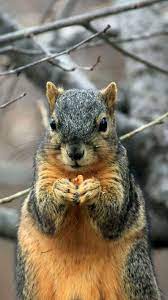 We leverage cloud and hybrid datacenters, giving you the speed and security of nearby vpn services, and the ability to leverage services provided in a remote location. Squirrel Wallpaper Background For Phones Apple Iphone 6 6s 7 Squirrel Pictures Squirrel Animals