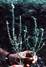 Image result for Striga passargei