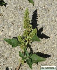 Image result for Amaranthus deflexus