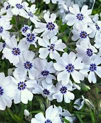 Fastest Growing Flower Seeds For Science Project Flowersandflowerthings Fast Growing Flowers Biennial Plants Creeping Phlox