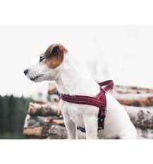 Gerelateerde afbeelding