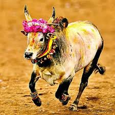 Bir bufalonun kaçtığı ve kendinden geçmiş bir şiddetin çılgınlığına neden olduğu uzak bir köyün portresi. Tamil Nadu Is Popular For The Festival Jallikattu Which Is An Ancient Bull Taming Sport Played As A Part Of Pongal Celebrat Cow Pictures Cow Photos Bull Images