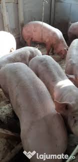 Porci de la bunica floresti. Vand Porci Sipurcei Adroa Zoo