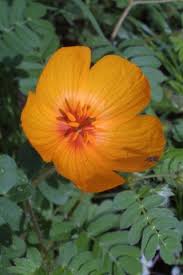 Image result for Zygophyllaceae