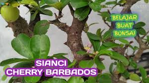 We did not find results for: Bonsai Mentaos Legendaris By Gatot Bonsai Panggul