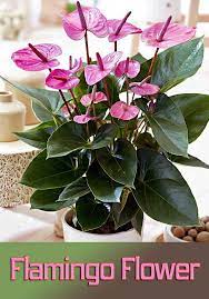 Flamingo Flower Info Care And More Houseplantslowlight Pinterest Plant Flamingo Flower Anthurium Plant