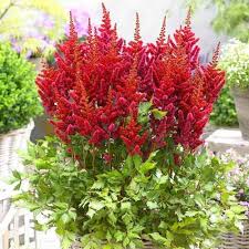 Astilbe Japonica Montgomery In Gradinamax Astilbe Japonica Astilbe Japonica