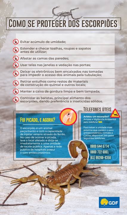 Servidora pública encontra seis escorpiões em seu apartamento no Guará. Saiba o que fazer - Blog da Zuleika