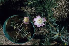 Image result for Portulacaceae