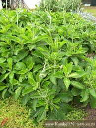 Image result for Odontosoria africana