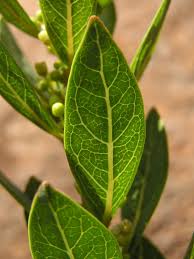 Image result for Clutia monticola