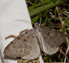 Image result for Aplocera efformata