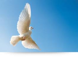 flying dove canvas print paradise canvas prints flying dove canvas print