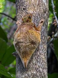 A matrícula nos módulos dun ciclo non poderá superar a carga lectiva anual de 1.000 horas (artigo 5, da orde do 12 de xullo de 2011). Sunda Or Malayan Colugo Galeopterus Variegatus