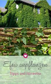 Efeu Anpflanzen Das Sollten Sie Dabei Beachten Efeu Pflanzen Efeu Pflanzen