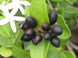 Image result for Carissa spinarum