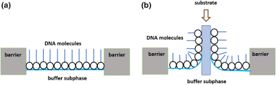 2,764 likes · 1 talking about this. Method Of Assembling Pure Langmuir Blodgett Dna Films Using Tbe Buffer As The Subphase Springerlink