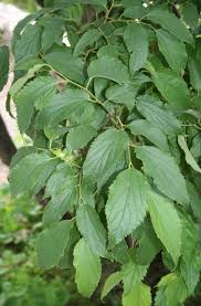 Image result for Celtis