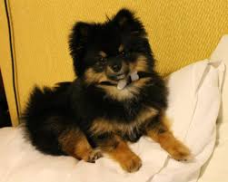 Black And Tan Yorkie Full Grown My Little Conny Black And Tan Pomeranian Pomeranian Full Grown Pom Dog Dog Pictures