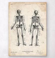 This video looks at the nasal bones; Human Skeleton Chart Codex Anatomicus