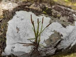 Image result for Cochlidium