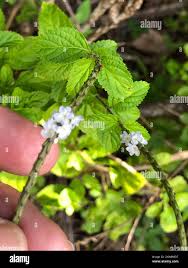 Image result for Stachytarpheta cayennensis