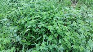 Image result for Urochloa oligobrachiata